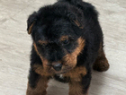 puppy