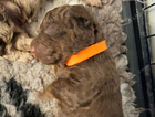 puppy