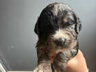Puppy