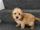 Puppy