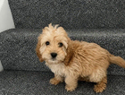 puppy