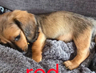puppy