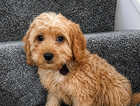 Puppy