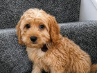 puppy