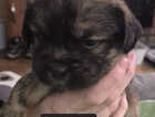 Puppy