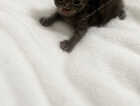 Kitten