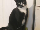 Rose Missing cat
