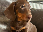 puppy