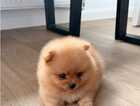 Puppy