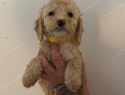 puppy