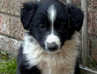 puppy