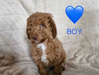 puppy