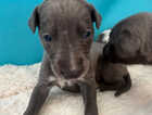 Puppy