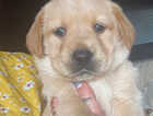 Puppy