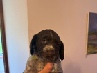 puppy