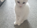 kitten