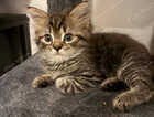 Kitten