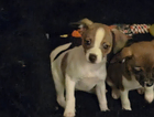 puppy