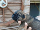 Puppy