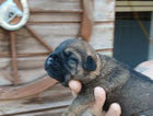 little boy