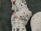 puppy