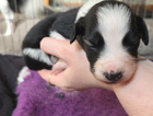 puppy