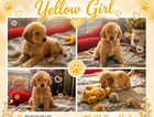 yellow collar girl