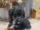 puppy
