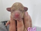 puppy