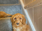 puppy