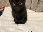kitten