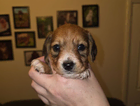 puppy