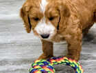 Puppy