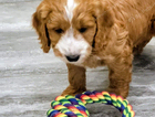 puppy