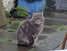 WALLACE (12 YEARS OLD)