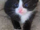 Kitten