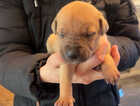 Puppy