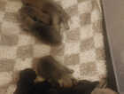 Puppy
