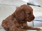 puppy  mowgli