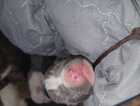 Puppy