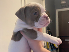 puppy