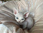 Kitten