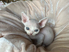 kitten