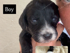 puppy