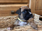 puppy