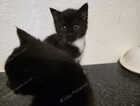 Kitten