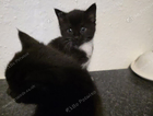 kitten