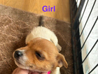 puppy
