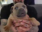 puppy