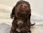 Puppy